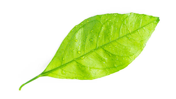 istock Citrus leaf with water drops isolated on a white background 1296507340