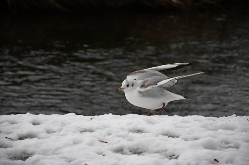 Black-headed gull (Chroicocephalus ridibundus) with winter plumage and raised wings, on snow by the water.