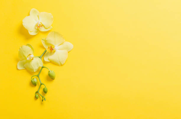 istock orchids flowers  on yellow paper background 1296508211