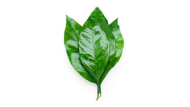 istock Citrus leaves with water drops isolated on a white background 1296508882