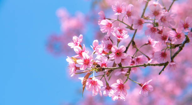 fleurs roses de fleur de cerisier fleurissant au printemps, heure de pâques sur un fond brouillé naturel de bannière de jardin de bokeh bleu, jaune et blanc. - cherry tree morning sunlight sunny photos et images de collection