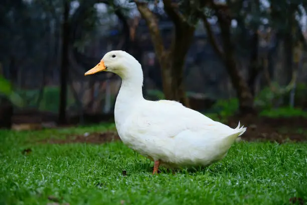 Photo of Duck on farm