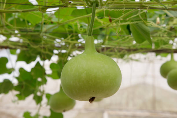 istock Closeup green bottle gourd or calabash gourd on branch 1296509352
