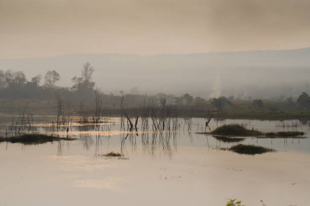 Dead trees stand in the water in a lake.