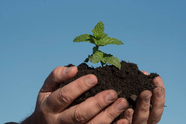 istock holding soil and humus in hand 1296509585