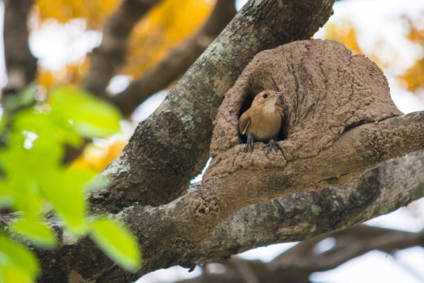 istock A bird sits in it's mud nest on a tree branch looking out 1296513203