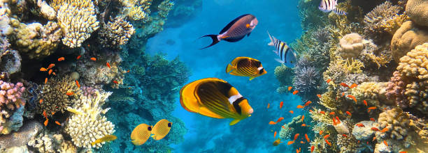 istock Underwater Colorful Tropical Fishes. 1296513938