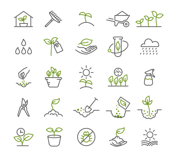 Set of icons. Growing seedlings plant shoots. Agriculture and agronomist. Biotechnology plants and flasks. Vector contour line. Growing seedlings plant shoots. Set of icons. Agriculture and agronomist technology. Biotechnology plants and flasks. Vector outline contour line. soil sample stock illustrations