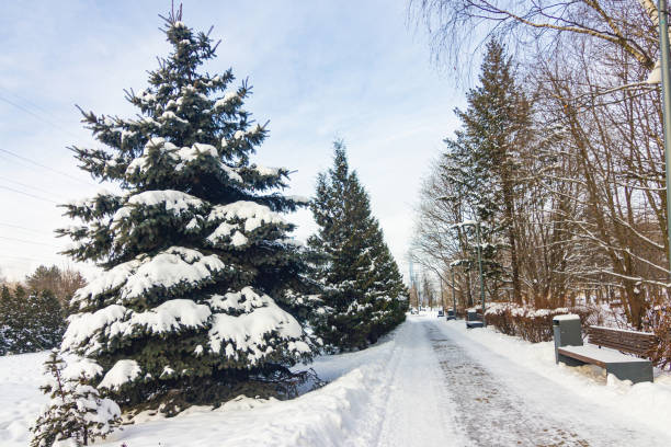 istock Winter landscape in the park 1296514864