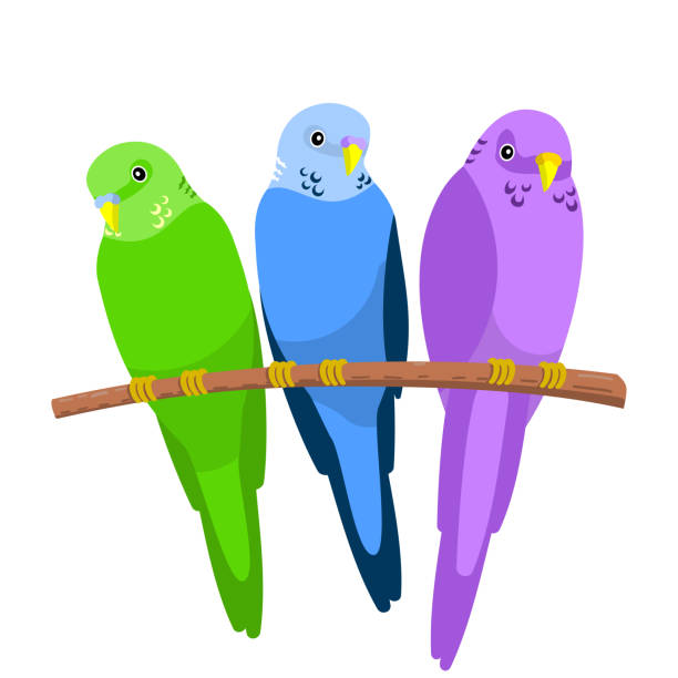 экзотические попугаи на ветке плоский вектор - parrot multi colored bird perching stock illustrations