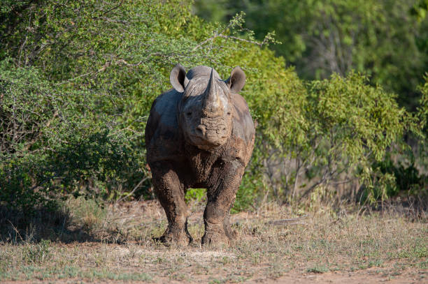 Black Rhino stock photo