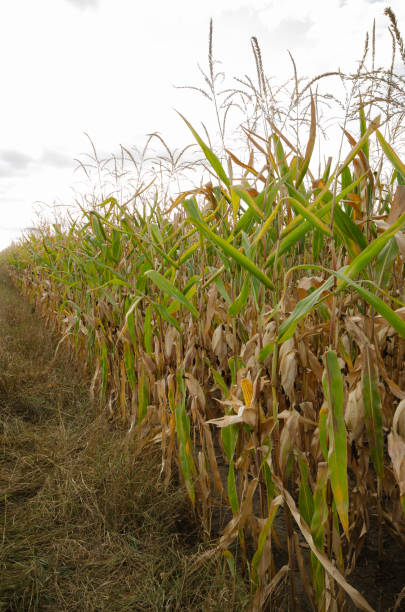 istock Maize corn green field summer time under daylight. Agriculture industrial background 1296516897