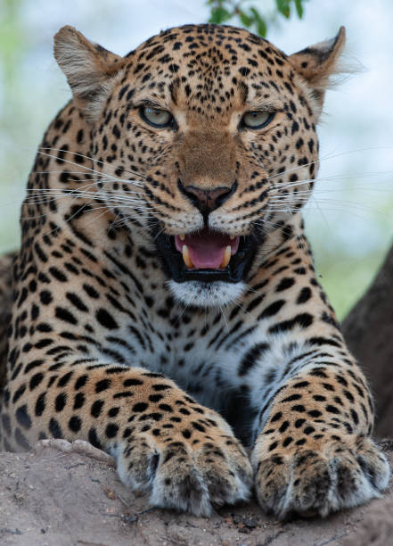 istock Leopard Portrait from South Africa 1296517027