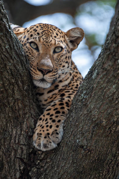 istock Leopard Portrait from South Africa 1296518424