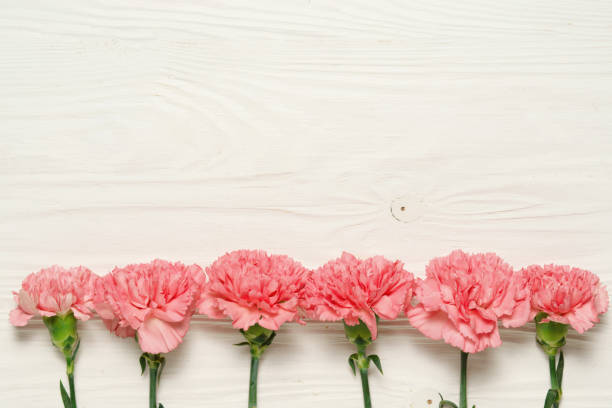 istock Pink carnation on white wooden background, border. 1296518577