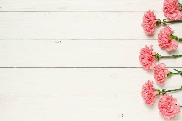 istock Pink carnation flowers on on white wood background. 1296518729