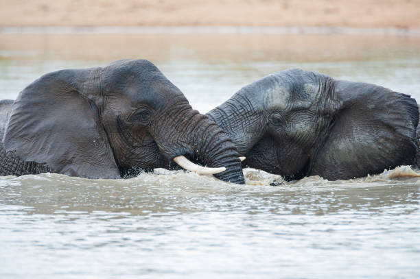 istock African Elephants play Fight in the Water 1296519903