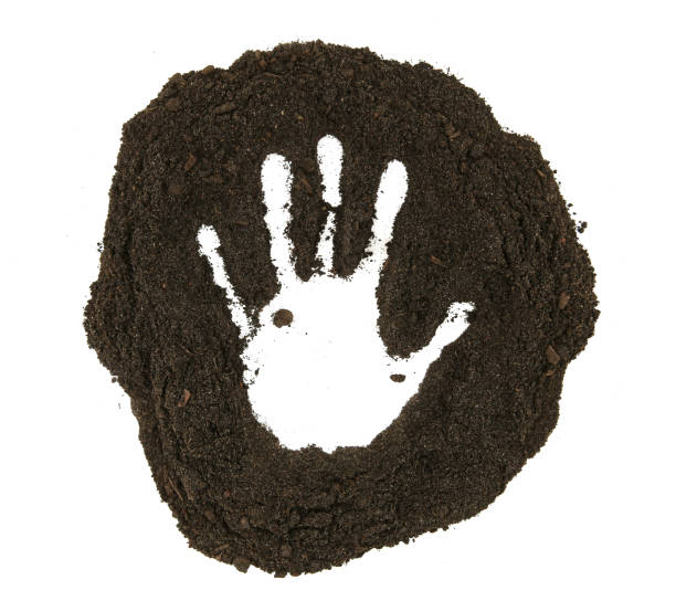 istock Hand print in soil isolated on white background. 1296520096