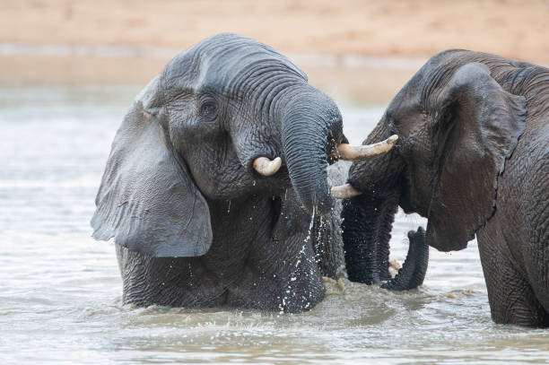 istock African Elephants play Fight in the Water 1296520308