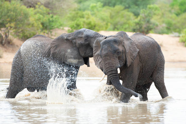 istock African Elephants play Fight in the Water 1296520312