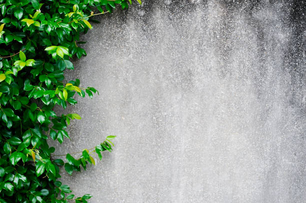 istock Concrete wall with green leaves on left side, copy space 1296521689