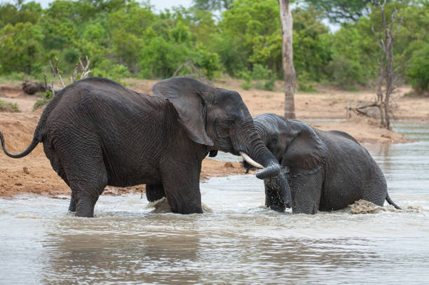 istock African Elephants play Fight in the Water 1296522694