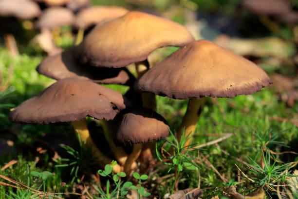 istock Group of a few wild mushrooms 1296523027