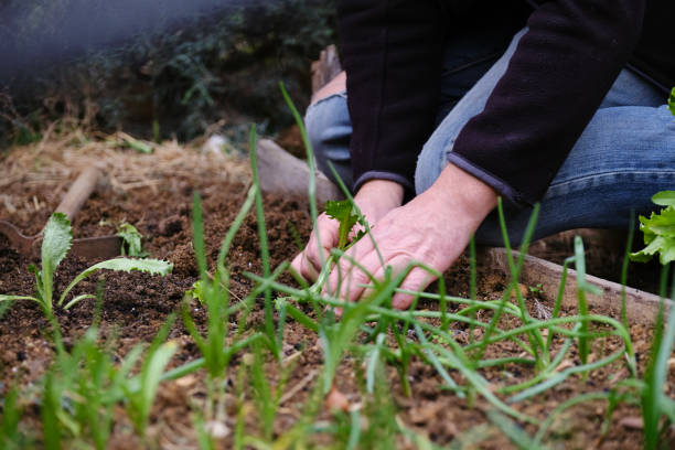 istock Man sowing lettuce vegetable at farm 1296523344