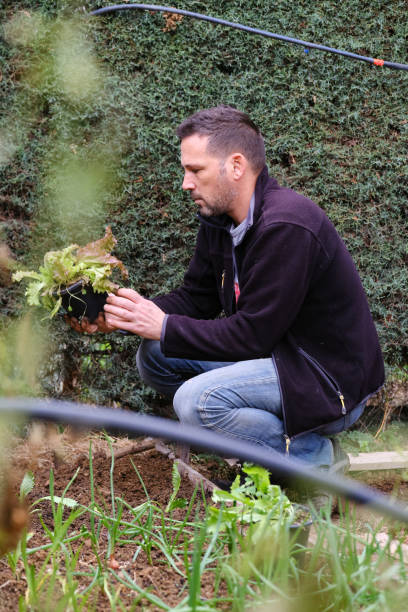 istock Man sowing lettuce vegetable at farm 1296523376