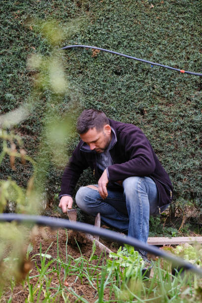 istock Man sowing lettuce vegetable at farm 1296523417