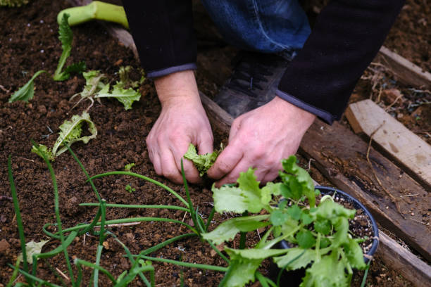 istock Man sowing lettuce vegetable at farm 1296523439