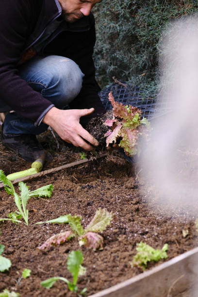 istock Man sowing lettuce vegetable at farm 1296523455