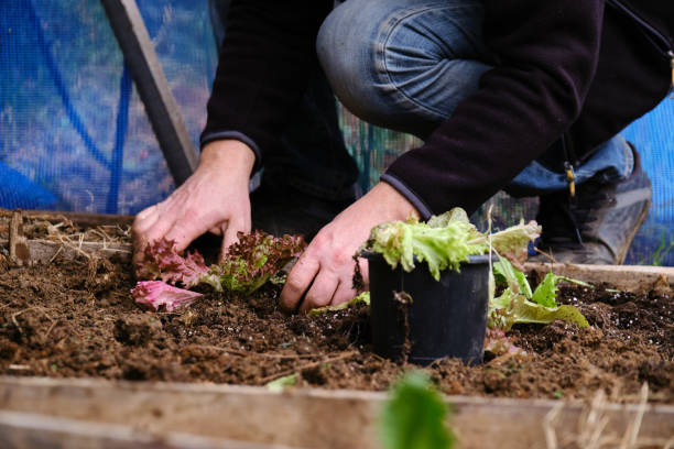 istock Man sowing lettuce vegetable at farm 1296523513
