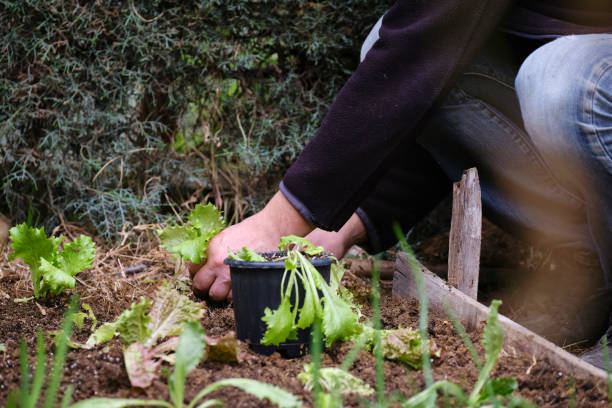 istock Man sowing lettuce vegetable at farm 1296523526