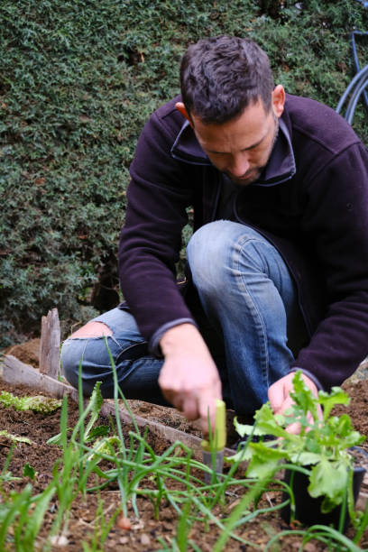 istock Man sowing lettuce vegetable at farm 1296523532