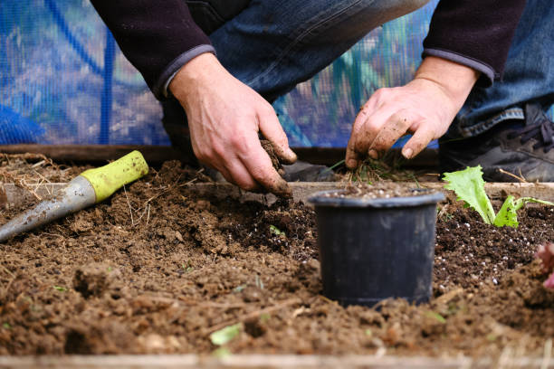 istock Man sowing lettuce vegetable at farm 1296523567