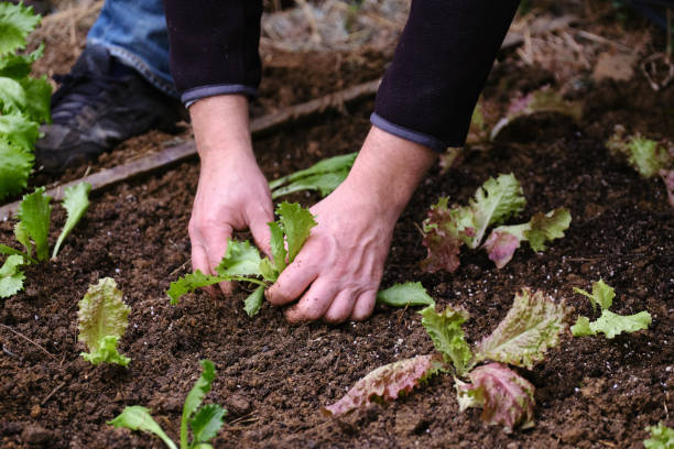 istock Man sowing lettuce vegetable at farm 1296523570