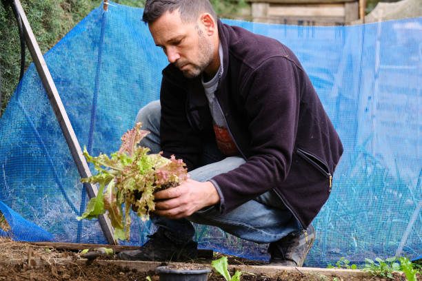 istock Man sowing lettuce vegetable at farm 1296523643