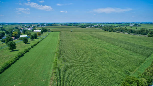 istock Aerial View for Rows of Corn Growing and Farms 1296524880