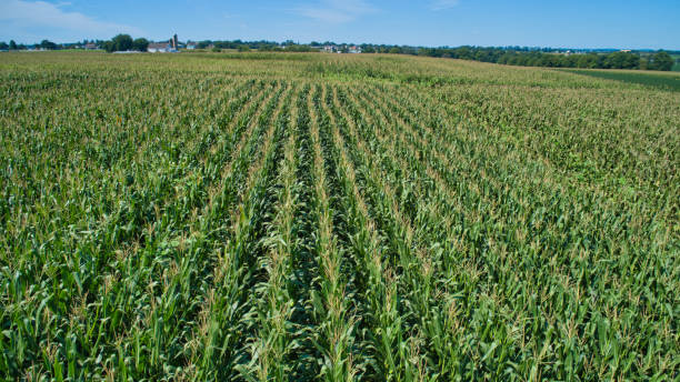 istock Aerial View for Rows of Corn Growing and Farms 1296525224