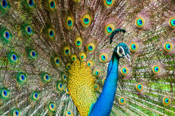 istock Various dance poses of an Indian Male Peacock 1296525510