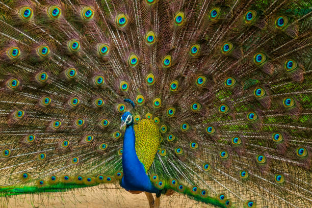 istock Various dance poses of an Indian Male Peacock 1296526653