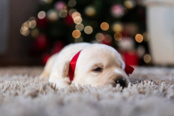 istock Newborn puppy at home 1296527884