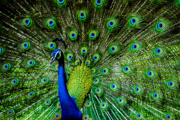 인도 남성 공작의 다양한 댄스 포즈 - close up peacock animal head bird 뉴스 사진 이미지