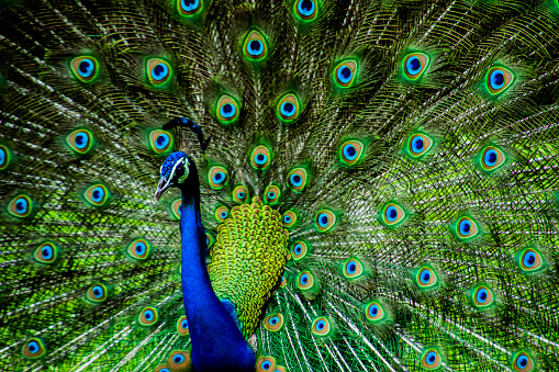 A peacock dances, especially during rainy season.\n\nAs others answered, peacock has its own 'courtship display' like many other birds. Courtship display essentially means it's looking for a peahen to mate with.\n\nThat being said, there's a reason why it only mates just as monsoon begins. This point, as I noticed, was missed by others.