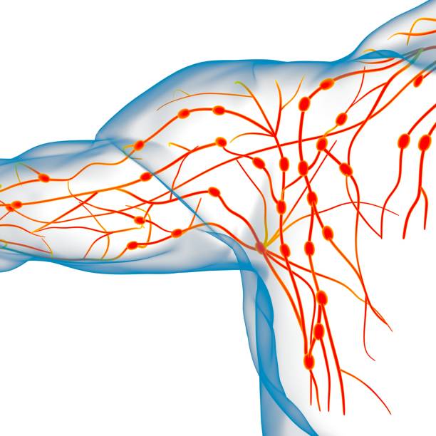 istock Human Lymph Nodes Anatomy For Medical Concept 3D Rendering 1296529292
