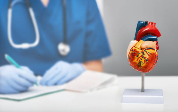 Anatomical model of human heart on doctor table in a cardiology office. In the background, a cardiologist wearing a medical coat writes a diagnosis to a patient Anatomical model of human heart on doctor table in a cardiology office. In the background, a cardiologist wearing a medical coat writes a diagnosis to a patient anatomist photos stock pictures, royalty-free photos & images