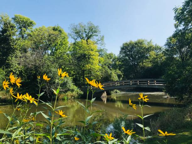 istock Wild flowers and wood brick bridge 1296529696