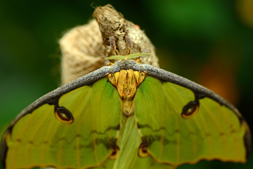 Butterfly garden: Single Comet moth( Argema mittrei). Close up of the head and antenna .