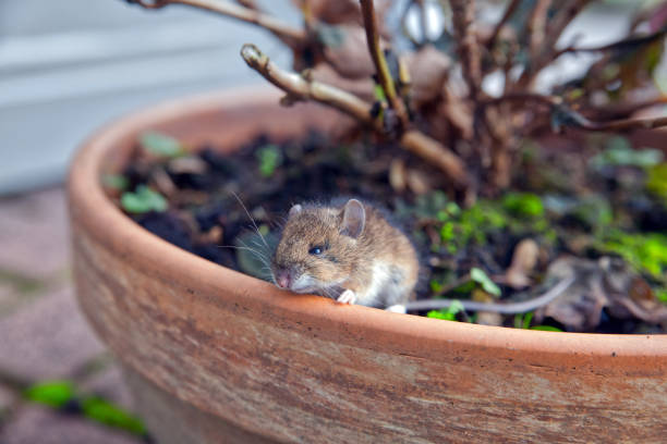 house mouse looking beside a flower pot small animal, pest mus musculus stock pictures, royalty-free photos & images